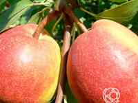 Груша красуля