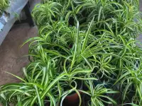 Хлорофитум, фотография 6