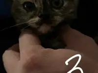 6 котят Девочки Есть домашнюю еду молококорм приучена к лоткуигривыемышеловки, фотография 3