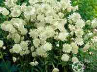 Астранция Альба