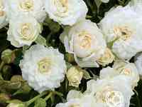 Роза вайт джем миниатюрная, топалович