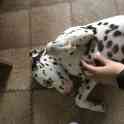 Продам собаку далматинец, фотография 2