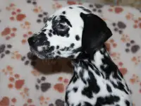 Далматин Далматинец щенки далматинов Далматины Алматы, фотография 12