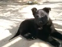 Продам щенков восточно-европейской овчарки, фотография 7