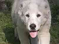 Щенки САО, фотография 3