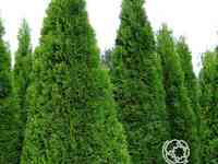 Туя западная Смарагд