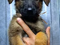 Щенки немецкой овчарки с шикарной родословной, фотография 3