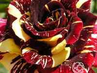 Роза абракадабра, кордес