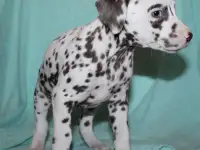 Далматин Далматинец щенки далматинов Далматины Алматы, фотография 2