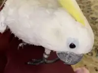 Какаду Попугай в добрые руки!, фотография 3