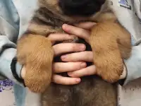 Щенки 100 немецкой овчарки, фотография 9