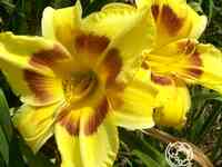 Лилейник Кинг Джордж