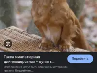 Ищу щенка таксы, фотография 2