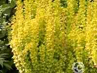 Барбарис голден рокет