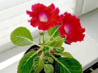 Глоксинии. Комнатные цветы., фотография 5