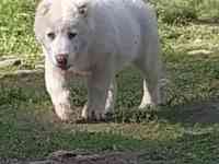 Щенки САО, фотография 7