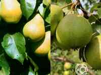 Груша 2 в 1: осенняя яковлева/чижовская