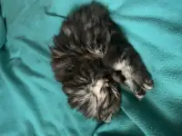 Отдам котенка бесплатно в хорошие руки!, фотография 3