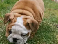 Здоровый красивый щенок английского бульдога, фотография 4
