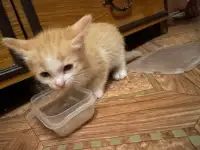 Отдам котят в хорошие руки, фотография 6