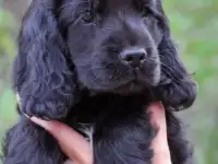 Щенок русского охотничьего спаниеля, фотография 2