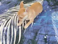 Продам шинка чихуахуа, фотография 3