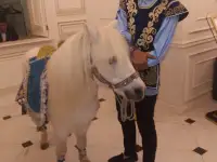 пони на Детский праздник, фотография 12