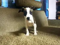 Продажа Американский Стаффордширский терьер, фотография 8