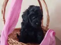 Продам щенков карликового пуделя, фотография 2