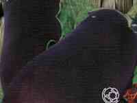 Семена Баклажан Японский карлик 20шт