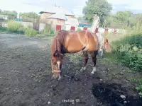 Продам лошадей Орловской породы в Усть - Каменогорске, фотография 2