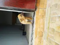 Продам тем кто любит собак. Щенки от сучки балонки 1,5 месяца, фотография 2