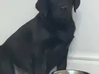 Продам щенка лабрадора, фотография 4