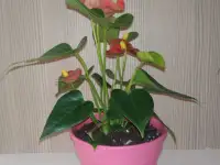 Комнатные растения, фотография 4