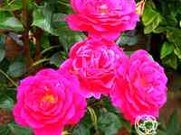 Роза глориана плетистая, топалович