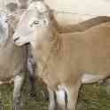 Племенные овцы породы Камерунская (скот из Европы класса Элита и Элита Рекорд)