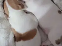 Продам щенков, фотография 8