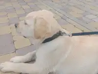 Продам щенка лабрадора, фотография 2