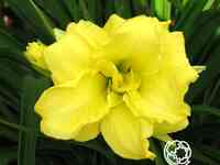 Лилейник Дабл Кьюти