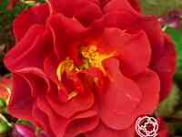 Роза селебрейшен тайм/синко де майо, викс