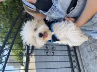 Щенки Бишон фризе, фотография 5