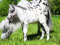 Продажа пони. Пони-ферма., фотография 10