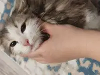 Отдам котенка девочку в добрые руки, фотография 3