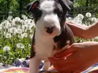 Миниатюрный бультерьер, фотография 2