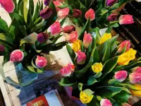 Тюльпаны Голландские оптом и розницу, фотография 2