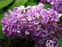 Сирень алексей маресьев