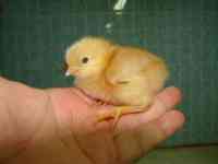 цыпленок суточный оптом, несушка, фотография 2