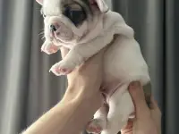 Очаровательные щенки, с сладкими складочками, фотография 5