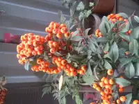 Садовые деревья цветущие и ягодные кустарники цветы многолетки, фотография 3