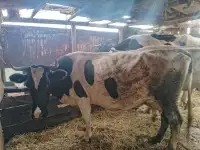 Продам коровы, фотография 3